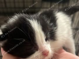 Ragdoll mix kittens