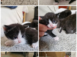 black and white kittens