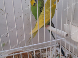 Pair of budgies
