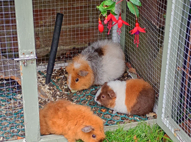 Gorgeous baby girl piggies