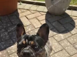Oakley the Frenchi