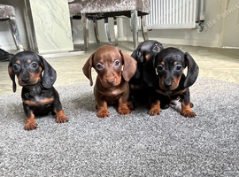 Miniature dachshund