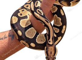 Orange dream 100% het pied male ball python