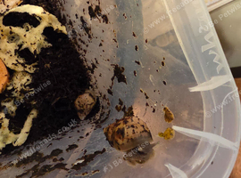 Giant African Land Snails For Sale