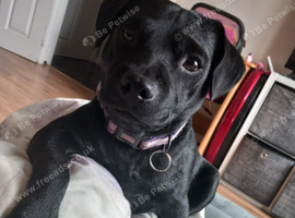 Patterdale terrier girl 3 year