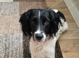 Springer spaneil male 2 year old