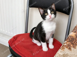 Mixed tuxedo girl