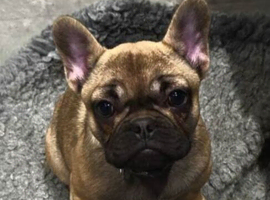 Last Fawn Boy Puppy &ndash; Ready Soon