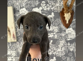 Collie greyhound Lurcher