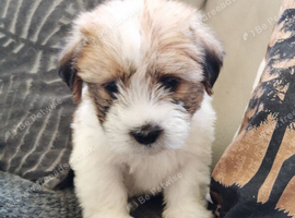 Shih tzu x jorkie pups