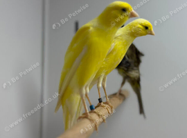 Canaries