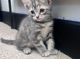 2 beautiful kittens left looking for their forever home