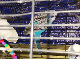 2 beautiful boy blue budgie