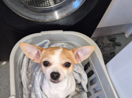 4 year old Jack rustle cross chihuahua