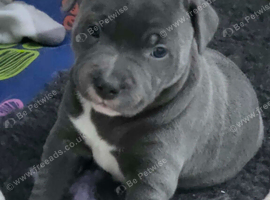 3 lovely puppy's left