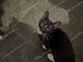 male tuxedo kitten for sale!