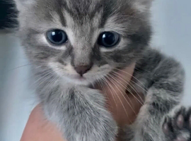 Grey tabby kitten