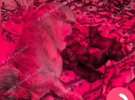 Miniature wire haired dachshund pups