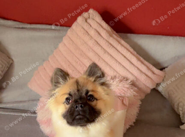 Chow Pom