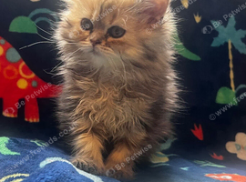 Fluffy Persian 1 girl left