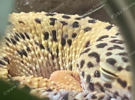 female leopard gecko + vivarium