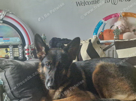 German shepard girl for sale