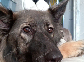 Female German shepard