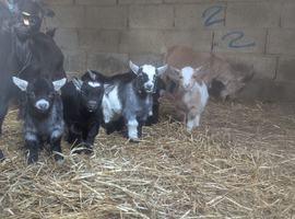 Pedigree Pygmy goats
