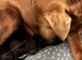 Labrador puppies