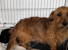 Dach x chi x shitz puppies available