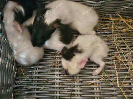 4 baby guinea pigs
