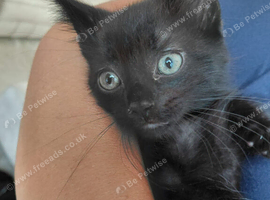 10 week old boy kitten