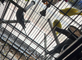 4 budgi  and cage for sale