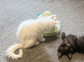 2 x male tica fully vaccinated mainecoon kittens ready now