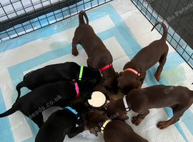 7 beautiful, healthy Dobermann puppies for sale