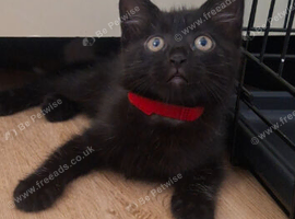 READY NOW 6 KITTENS!!