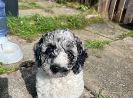 Beautiful Cockapoo Puppies