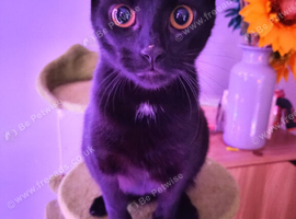 Enyo Black Cat approximately 2 years old