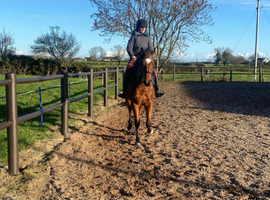 16.1 Gelding