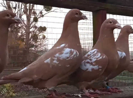 MULEMANS RARE COLOUR RACING PIGEONS