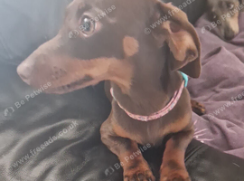Black and tan girl