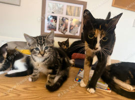 6 lovely kittens left for new homes