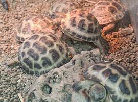 Young Horsefield Tortoises Available