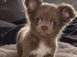 last lilac long coat chihuahua male puppy