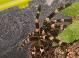 Brazilian white knee and enclosure