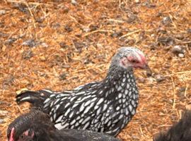 WYANDOTTE BANTAM COCKEREL