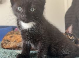 Adorable Male Kitten Ready for His Forever Home