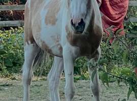 Very pretty coloured filly
