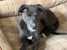 12 week old female whippet x Greyhound