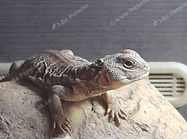 Young cb Uromastyx.